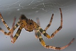 Gartenkreuzspinne (Araneus diadematus)