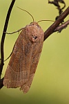 Bunte Bandeule (Noctua fimbriata)