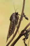 Hausmutter (Noctua pronuba)