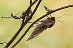 Hausmutter (Noctua pronuba)
