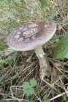 Grauer Wulstling (Amanita excelsa) - essbar