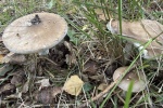 Grauer Wulstling (Amanita excelsa) - essbar