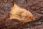 Eschenzwieselwickler (Archips podana)