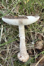 Grauer Wulstling (Amanita excelsa) - essbar