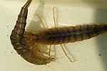 Gelbrandkfer (Dytiscus marginalis)