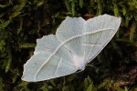 Perlglanzspanner (Campaea margaritaria)