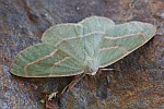 Nadelwald-Spanner (Hylaea fasciaria)