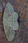 Nadelwald-Spanner (Hylaea fasciaria)
