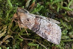 Violettgrauer Eulenspinner (Cymatophorina diluta)