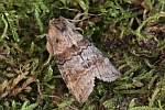 Violettgrauer Eulenspinner (Cymatophorina diluta)