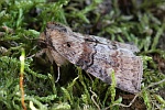 Violettgrauer Eulenspinner (Cymatophorina diluta)