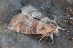Violettgrauer Eulenspinner (Cymatophorina diluta)