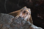 Violettgrauer Eulenspinner (Cymatophorina diluta)
