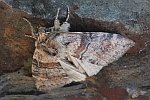 Violettgrauer Eulenspinner (Cymatophorina diluta)