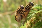 Gem. Sumpfschwebfliege (Helophilus pendulus)