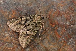 Olivgrne Eicheneule (Dryobotodes eremita)