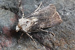 Schmalflgelige Erdeule (Agrotis puta)