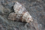 Violettgrauer Eulenspinner (Cymatophorina diluta)