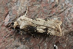 Schmalflgelige Erdeule (Agrotis puta)