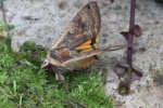 Hausmutter (Noctua pronuba)