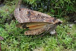 Hausmutter (Noctua pronuba)