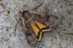 Hausmutter (Noctua pronuba)