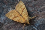 Linden-Gelbeule (Tiliacea citrago)