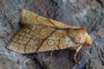 Linden-Gelbeule (Tiliacea citrago)