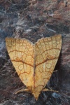 Linden-Gelbeule (Tiliacea citrago)