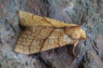 Linden-Gelbeule (Tiliacea citrago)