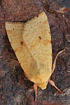 Bleich-Gelbeule (Xanthia icteritia)