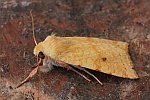 Bleich-Gelbeule (Xanthia icteritia)