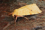 Bleich-Gelbeule (Xanthia icteritia)