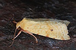 Bleich-Gelbeule (Xanthia icteritia)