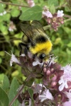 Hellgelbe Erdhummel (Bombus lucorum)