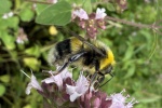 Hellgelbe Erdhummel