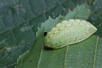 Gro�e Schneckenspinner (Apoda limacodes) - Raupe