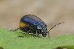 Blauer Erlenblattkfer (Agelastica alni)