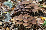 Wssriger Mrbling (Psathyrella piluliformis)