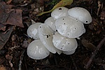 Beringte Schleimrbling (Oudemansiella mucida)