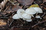 Beringte Schleimrbling (Oudemansiella mucida)