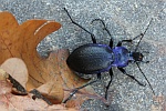 Blauvioletter Waldlaufkfer (Carabus problematicus)