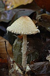 Gelbflockiger Wollstiel-Schirmling (Lepiota magnispora) - ungenie�bar