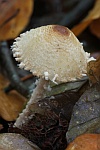 Gelbflockiger Wollstiel-Schirmling (Lepiota magnispora) - ungenie�bar