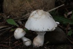 Rosabl�ttrige Schirmpilz (Leucoagaricus leucothites) - ungenie�bar