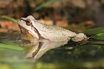 Laubfrosch (Hyla arborea)