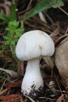 Rosabl�ttrige Schirmpilz (Leucoagaricus leucothites) - ungenie�bar