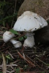 Rosabl�ttrige Schirmpilz (Leucoagaricus leucothites) - ungenie�bar