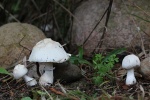 Rosabl�ttrige Schirmpilz (Leucoagaricus leucothites) - ungenie�bar