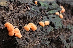 Fischeierschleimpilz (Tubifera ferruginosa)